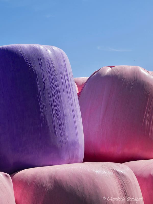 Pink Bales in Kent - Rosa für die Brustkrebsforschung